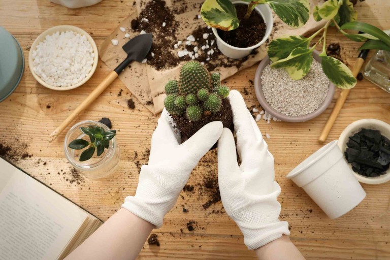 Soigner les cactus, arrosage, variétés