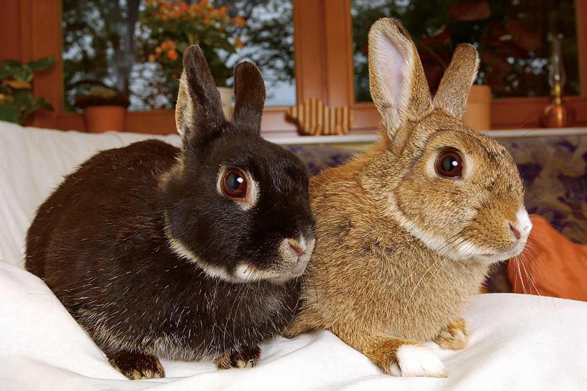 Nagetiere und Kaninchen halten HORNBACH Luxemburg