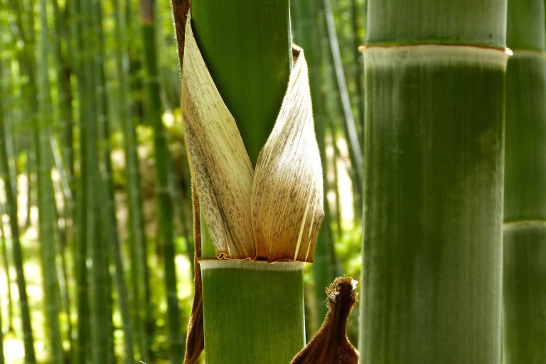 Planter et entretenir des bambous
