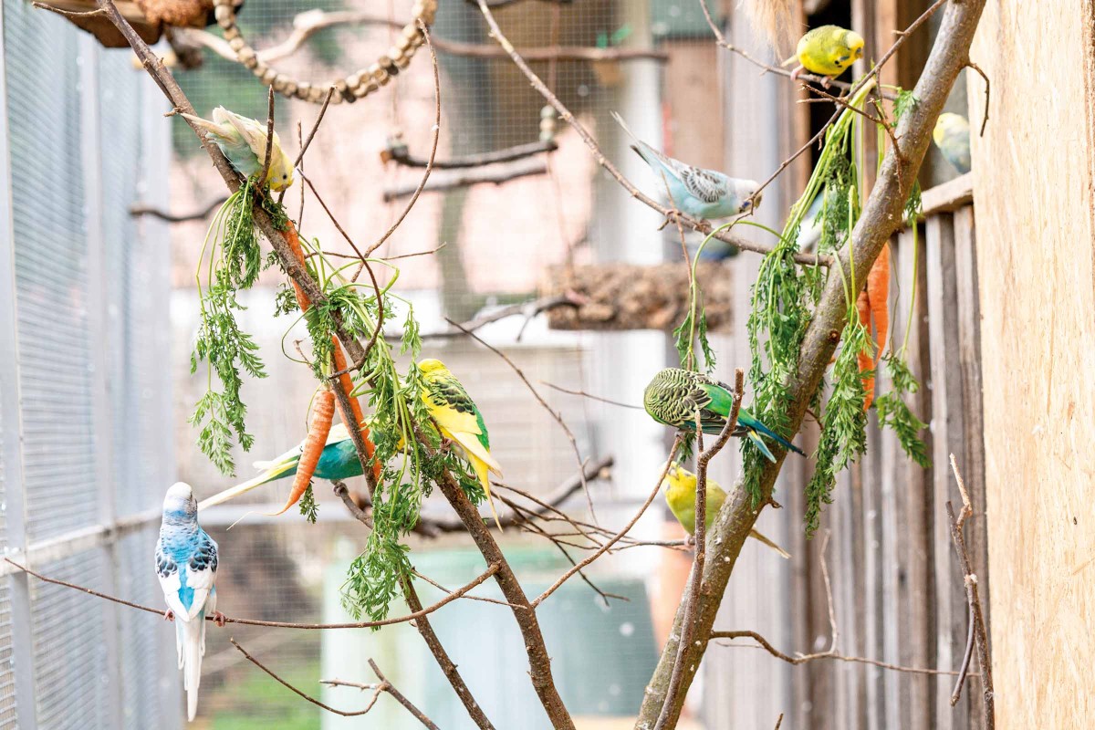 Nids Pour Cages À Oiseaux - Perroquet Nid D oiseau Hiver Chaud