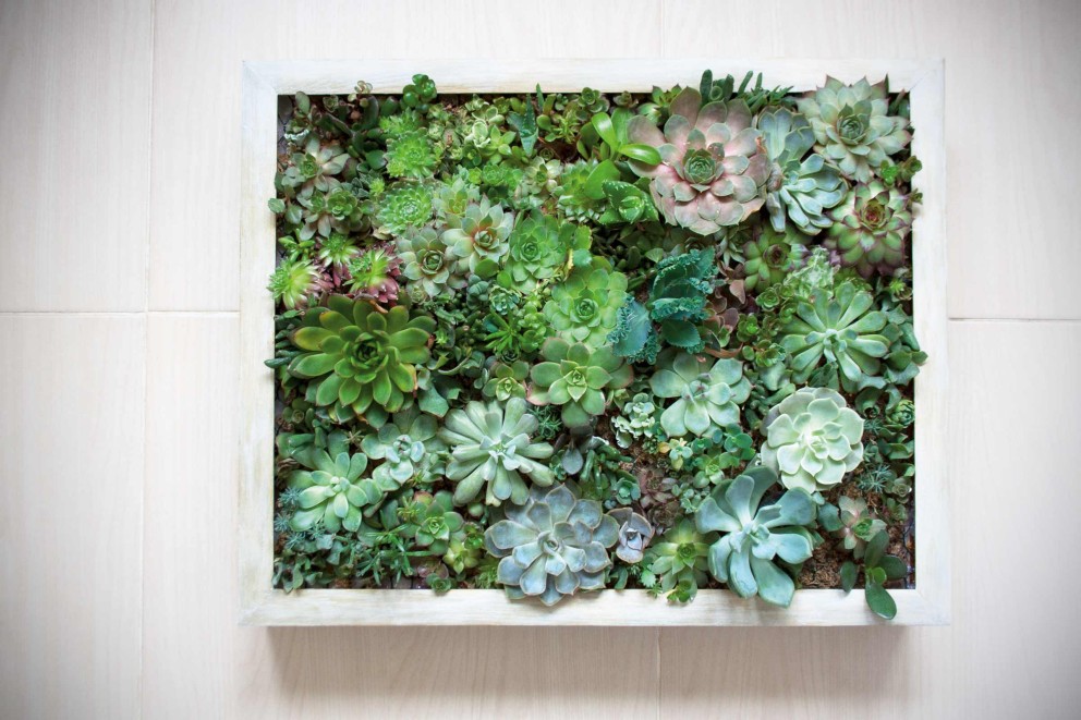 DIY - Comment créer un tableau de succulentes  Cadre végétal avec plantes  grasses made in IKEA #2 