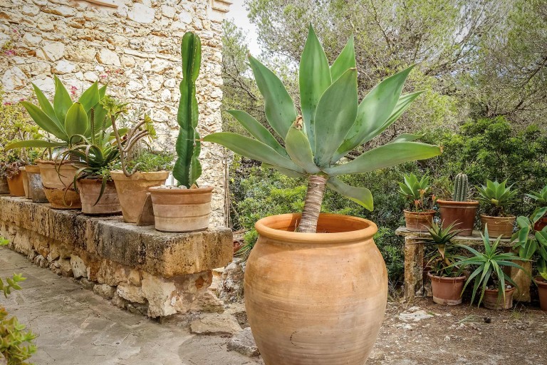 Plantes méditerranéennes en pot