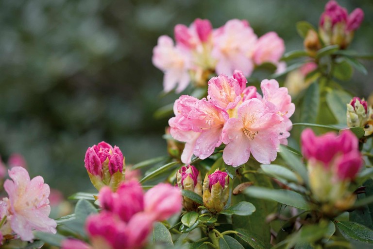 Planter et entretenir des rhododendrons