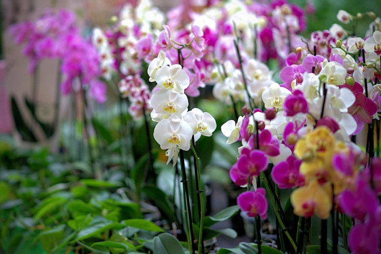 Entretien des orchidées