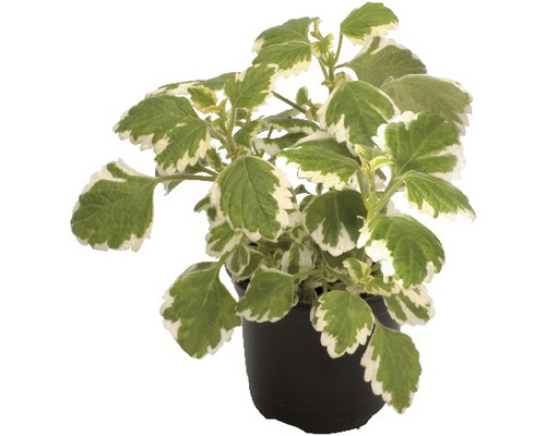 Plectranthus fruticosus FloraSelf® pot de 10,5 cm, blanc-vert
