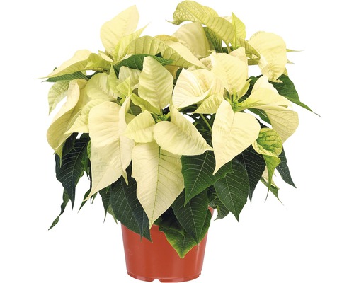 Étoile de Noël Euphorbia pulcherrima h 10-20 cm pot Ø 10,5 cm