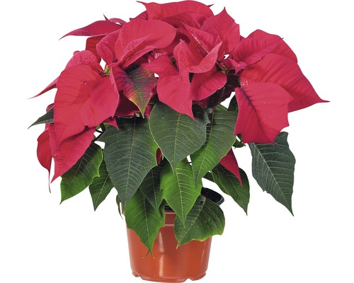 Étoile de Noël FloraSelf Euphorbia pulcherrima h 30-35 cm pot Ø 13 cm
