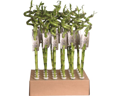 Canne chinoise, Lucky Bamboo spirale FloraSelf Dracaena sanderiana h 40 cm