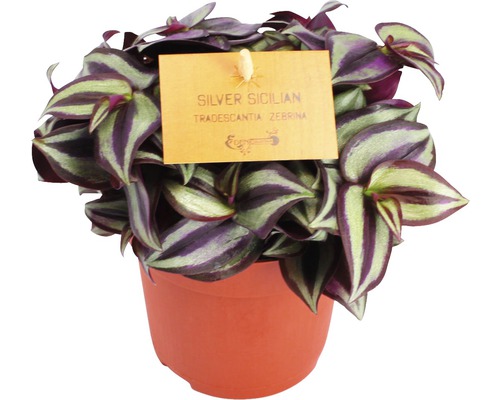 Succulente Tradescantia zebrina H 15-20 cm