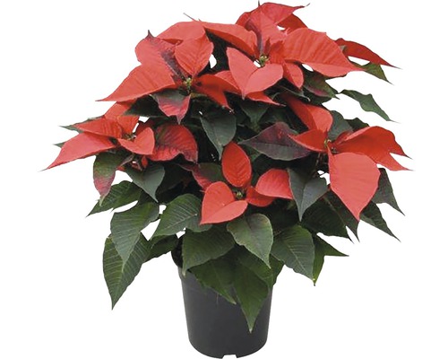 Weihnachtsstern FloraSelf Euphorbia pulcherima H 45-50 cm Ø 17 cm Topf rot