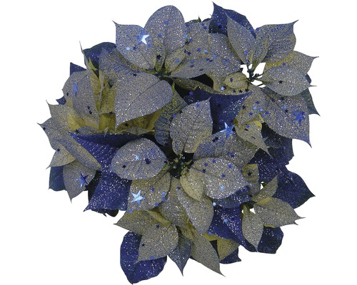 Étoile de Noël avec paillettes bleues FloraSelf Euphorbia pulcherima h 30-35 cm pot Ø 13 cm blanc-bleu