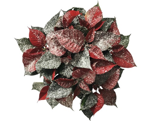 Étoile de Noël avec neige artificielle FloraSelf Euphorbia pulcherima pot Ø 13 cm