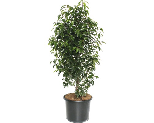 Portugiesischer Kirschlorbeer FloraSelf Prunus lusitanica 'Angustifolia' H 125-150 cm Co 15 L