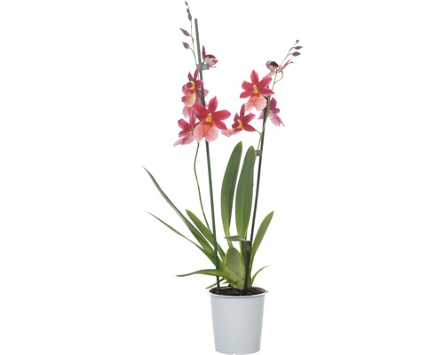 Orchidée cambria FloraSelf Cambria Hybride 'Nelly Isler' H 60-70 cm pot Ø 12 cm Topf 2 panicules