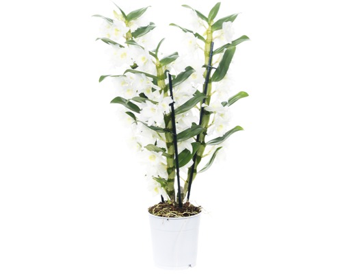Dendrobium nobile FloraSelf 'Apollon' H 50-60 cm pot Ø 12 cm 3 panicules