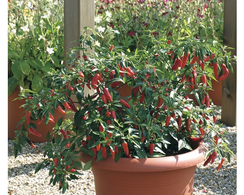 Piment FloraSelf Capsicum chinense 'Apache' pot Ø 14 cm