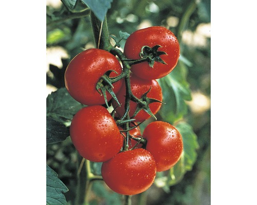 Tomate FloraSelf Lycopersicon esculentum 'Hollaend' pot Ø 9 cm