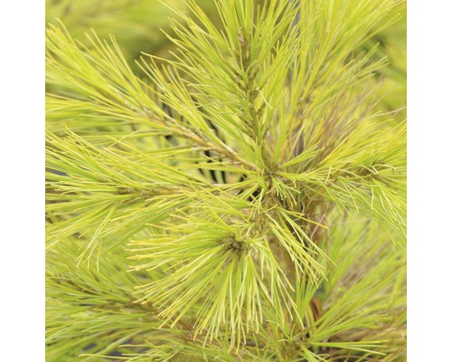 Weymouths-Kiefer Botanico Pinus strobus 'Louie' H 40-50 cm Co 10 L