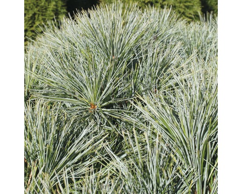 Pin Weymouth Botanico Pinus strobus 'Minima' H 25-30 cm Co 3,7 L