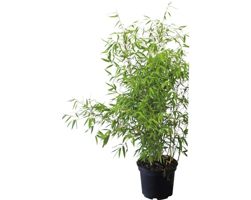 Bambou sans barrière anti-rhizome
