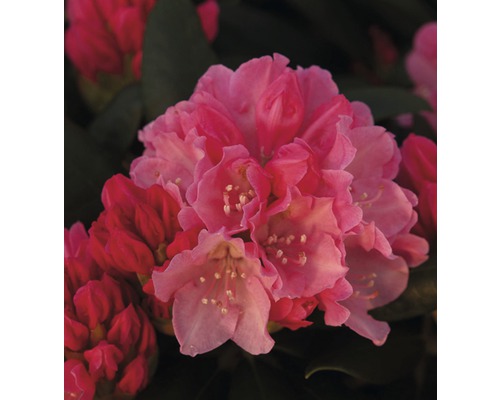 Rose des alpes arbustes FloraSelf® Rhododendron Hybride, H 50-80 cm assorti
