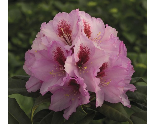 Rose des alpes FloraSelf® Rhododendron Hybride, 'Rosa', H 40-50 cm