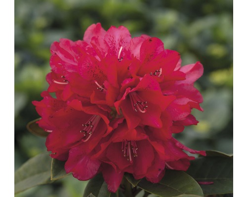 Rose des alpes FloraSelf® Rhododendron Hybride, 'rouge', H 40-50 cm
