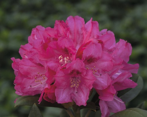 Rhododendron en forme de boule FloraSelf® Rhododendron yakushimanum, 'rose', H 30-40 cm