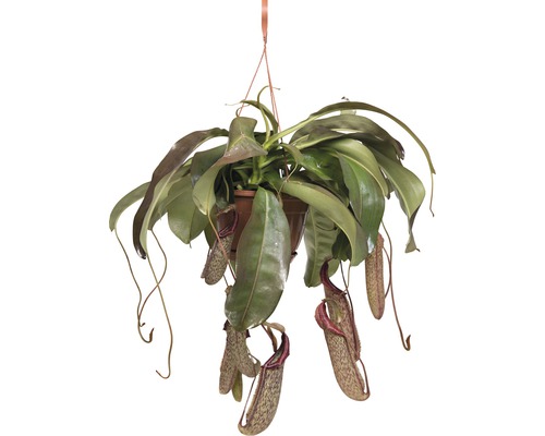 Suspension sarracénie FloraSelf Nepenthes 'Miranda' H 65-70 cm pot Ø 25 cm