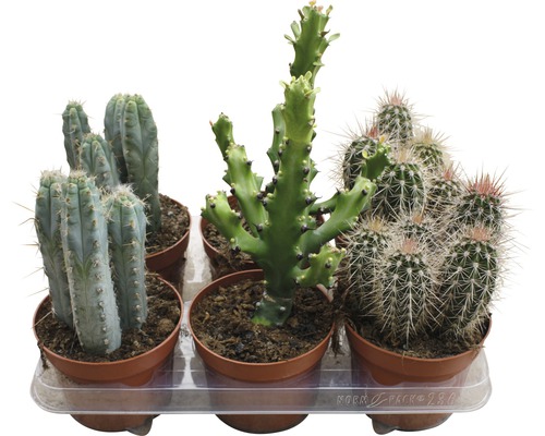 Cactus FloraSelf cactus H 15-20 cm pot Ø 13 cm assorti