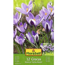 Bulbes de crocus FloraSelf 'Spring Beauty', 12 pièces-thumb-0