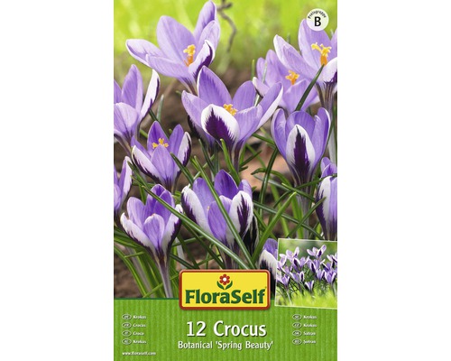Bulbes de crocus FloraSelf 'Spring Beauty', 12 pièces-0