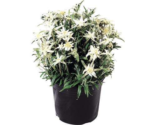 Edelweiss FloraSelf Leontopodium souliei h 5-20 cm pot 3 l (3 pces) -  HORNBACH Luxembourg