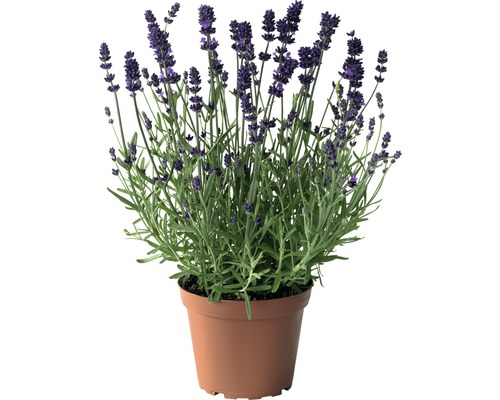 Lavendel FloraSelf Lavandula angustifolia Co 3 L