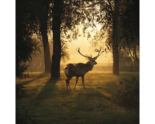 Tableau en verre Deer & Sun 20x20 cm-0