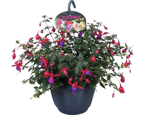 Fuchsia retombant FloraSelf Fuchsia-Cultivars pot Ø 21 cm assorti