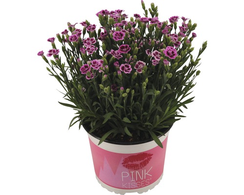 Œillet FloraSelf Dianthus caryophyllus 'Pink Kisses' Ø pot 17 cm