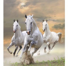 Papier peint photo intissé White Stallions in Dust 350 x 260 cm-thumb-0