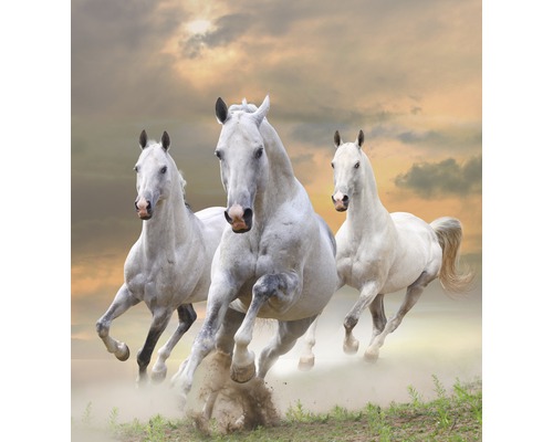 Papier peint photo intissé White Stallions in Dust 350 x 260 cm-0