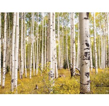 Fototapete Papier Birches in Colorado 350 x 260 cm-thumb-0