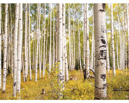 Fototapete Papier Birches in Colorado 350 x 260 cm-0