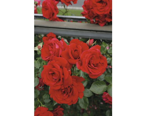 Rosier à grandes fleurs FloraSelf Rosa x Hybride h 30-60 cm Co 5 l rouge, diff. sortes