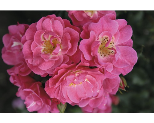 Rosier buisson Floraself Rosa x Hybride h 30-60 cm Co 5 l rose diff. sortes