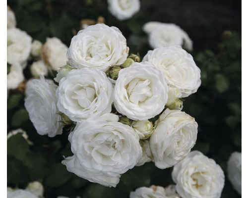 Rosier à grandes fleurs FloraSelf Rosa x Hybride h 30-60 cm Co 5 l blanc, diff. sortes