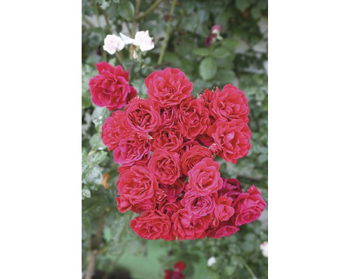 Rosier à grandes fleurs FloraSelf Rosa x Hybride h 30-60 cm Co 5 l rouge, diff. sortes