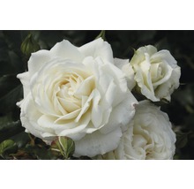 Rosier parfumé FloraSelf Rosa x Hybride h 30-60 cm Co 5 l blanc, diff. sortes-thumb-0