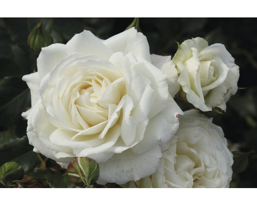 Rosier parfumé FloraSelf Rosa x Hybride h 30-60 cm Co 5 l blanc, diff. sortes
