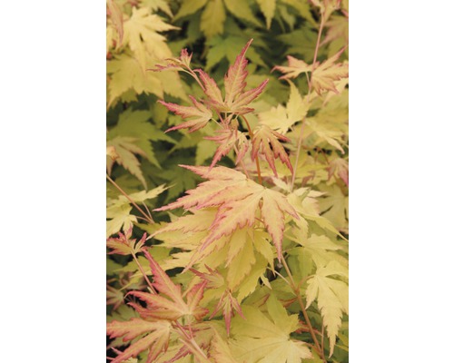 Érable du Japon Acer palmatum 'Orange Dream' H 40-60 cm Co 4 L