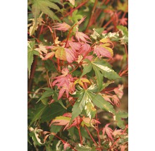 Érable palmé à feuilles multicolores Acer palmatum 'Oridono Nishiki' H 40-60 cm Co 4 L-thumb-0