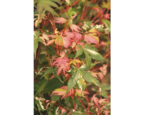 Érable palmé à feuilles multicolores Acer palmatum 'Oridono Nishiki' H 40-60 cm Co 4 L-0